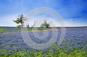 Texas Bluebonnet field blooming in the spring