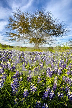 Texas bluebonnet field and lone tree at Muleshoe Bend Recreation