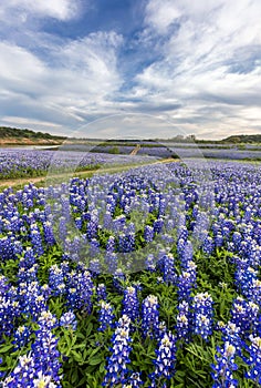 Texas bluebonnet field in Muleshoe Bend, Austin, TX.