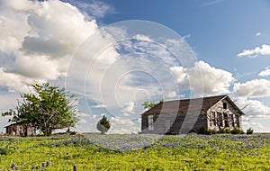 Texas bluebonnet field and old barn in Ennis.