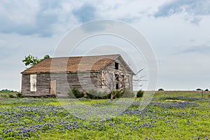 Texas bluebonnet field and old barn in Ennis