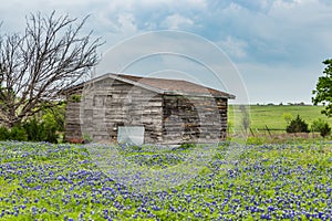 Texas bluebonnet field and old barn in Ennis