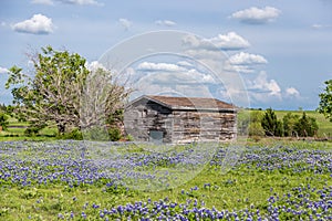 Texas bluebonnet field and old barn in Ennis