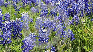 Texas Bluebonnet field in spring