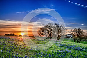 Texas bluebonnet field at sunrise