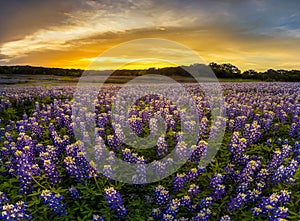 Texas bluebonnet field in sunset at Muleshoe Bend Recreation Are