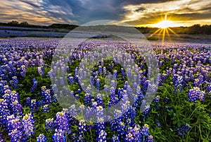 Texas bluebonnet field in sunset at Muleshoe Bend Recreation Area photo