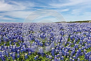 Texas Bluebonnet filed and blue sky background photo