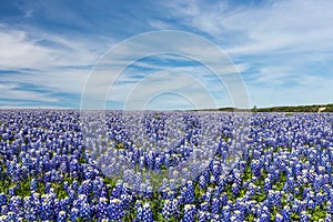 Texas Bluebonnet filed and blue sky background in Muleshoe bend, Austin.