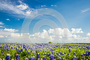 Texas Bluebonnet filed and blue sky in Ennis.