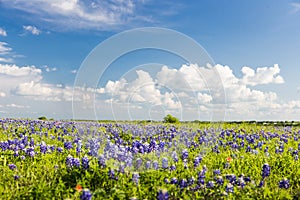 Texas Bluebonnet filed and blue sky in Ennis.