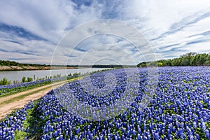 Texas Bluebonnet filed in Muleshoe bend recreation area near Au