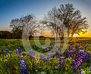 Texas bluebonnet filed at sunset in Spring