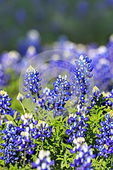 Texas Bluebonnet flower