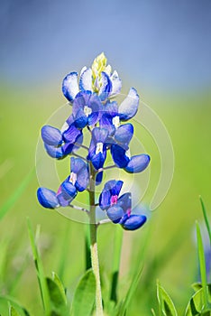 Texas Bluebonnet flower blooming in spring