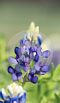 Texas Bluebonnet flower (Lupinus texensis) photo