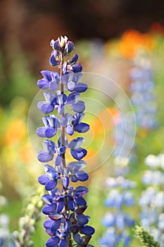Texas Bluebonnet flower (Lupinus texensis) with colorful background