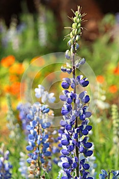 Texas Bluebonnet flower (Lupinus texensis) with colorful background photo
