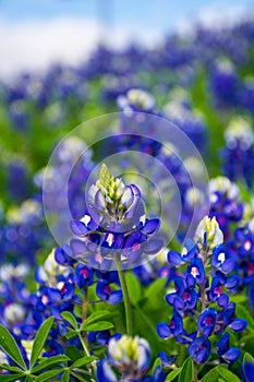 Texas Bluebonnet Flowers