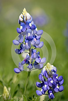 Texas Bluebonnet flowers blooming in springtime