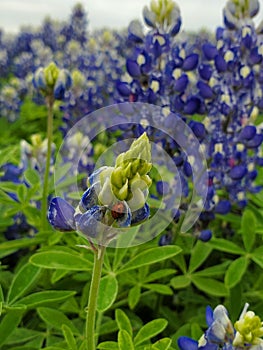 Texas bluebonnet flowers with the ladybug.