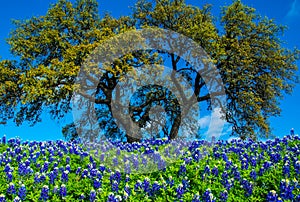 Texas Bluebonnet Flowers with Tree