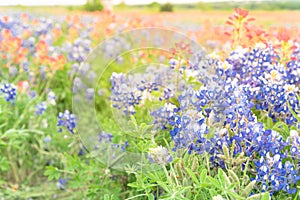 Texas Bluebonnet and Indian paintbrush blossom in Ennis, Texas,