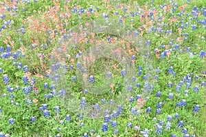 Texas Bluebonnet and Indian paintbrush blossom in Ennis, Texas,