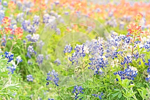 Texas Bluebonnet and Indian paintbrush blossom in Ennis, Texas,