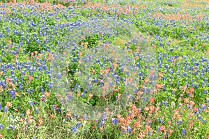 Texas Bluebonnet and Indian paintbrush blossom in Ennis, Texas,