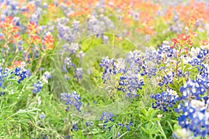 Texas Bluebonnet and Indian paintbrush blossom in Ennis, Texas,