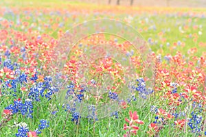 Texas Bluebonnet and Indian paintbrush blossom in Ennis, Texas,