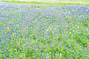 Texas Bluebonnet and Indian paintbrush blossom in Ennis, Texas,