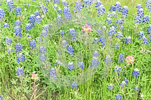 Texas Bluebonnet and Indian paintbrush blossom in Ennis, Texas,