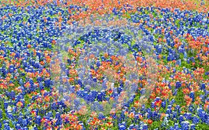 Texas bluebonnet and Indian Paintbrush wildflowers