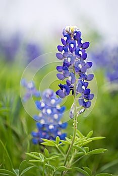 Texas Bluebonnet (Lupinus texensis)