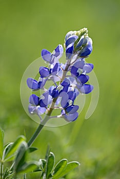 Texas Bluebonnet (Lupinus texensis) blooming in springtime photo