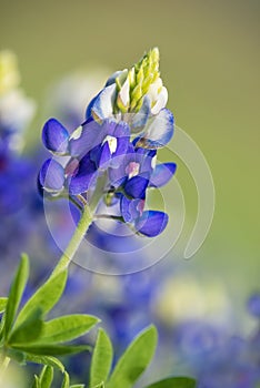 Texas Bluebonnet (Lupinus texensis) flower