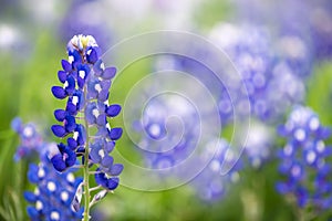 Texas Bluebonnet (Lupinus texensis)