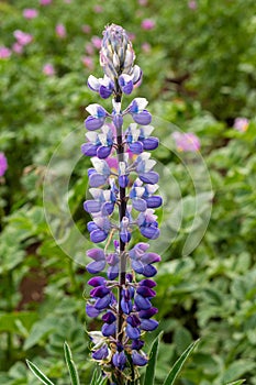 Texas Bluebonnet Lupinus texensis flower blooming