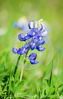 Texas Bluebonnet Lupinus texensis flower blooming in spring photo