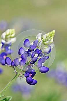 Texas bluebonnet (Lupinus texensis)