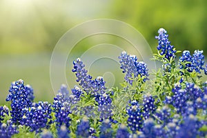 Texas Bluebonnet Lupinus texensis flowers blooming in springtime