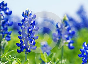 Texas Bluebonnet Lupinus texensis flowers blooming in springti photo