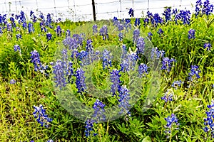 Texas Bluebonnet (Lupinus texensis) Wildflowers Near a Barbed Wi photo