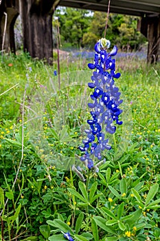 Texas Bluebonnet Standing Tall.