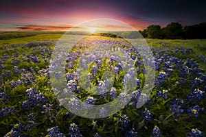 Texas Bluebonnet Sunset