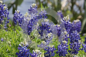 Texas bluebonnet or Texas lupine