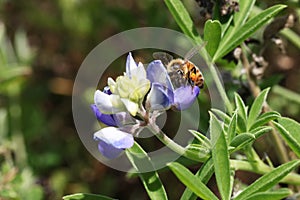 Texas bluebonnet or Texas lupine