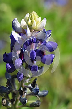 Texas bluebonnet or Texas lupine